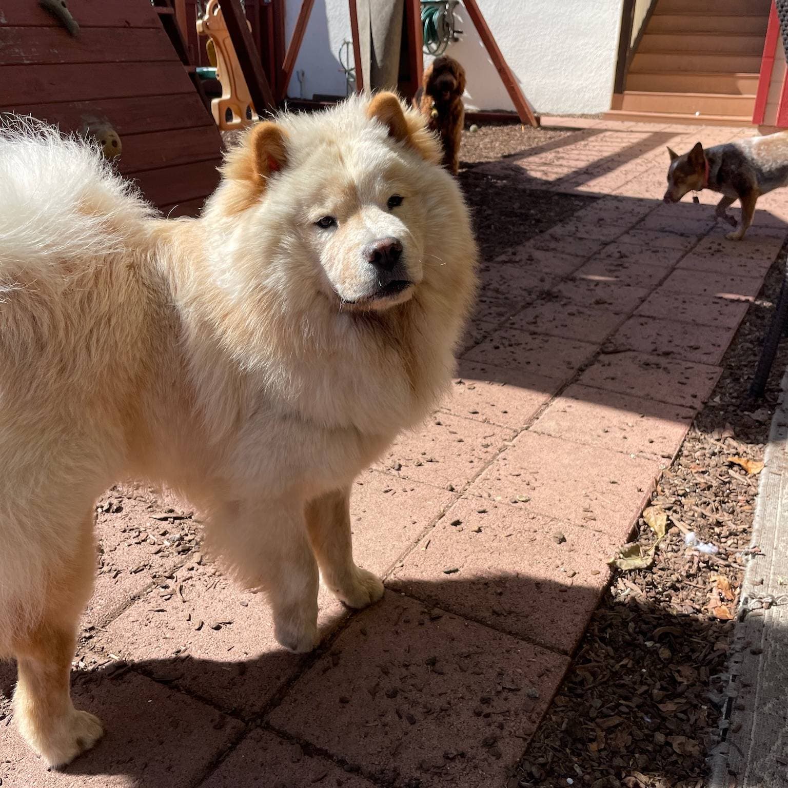 Doggy daycare
