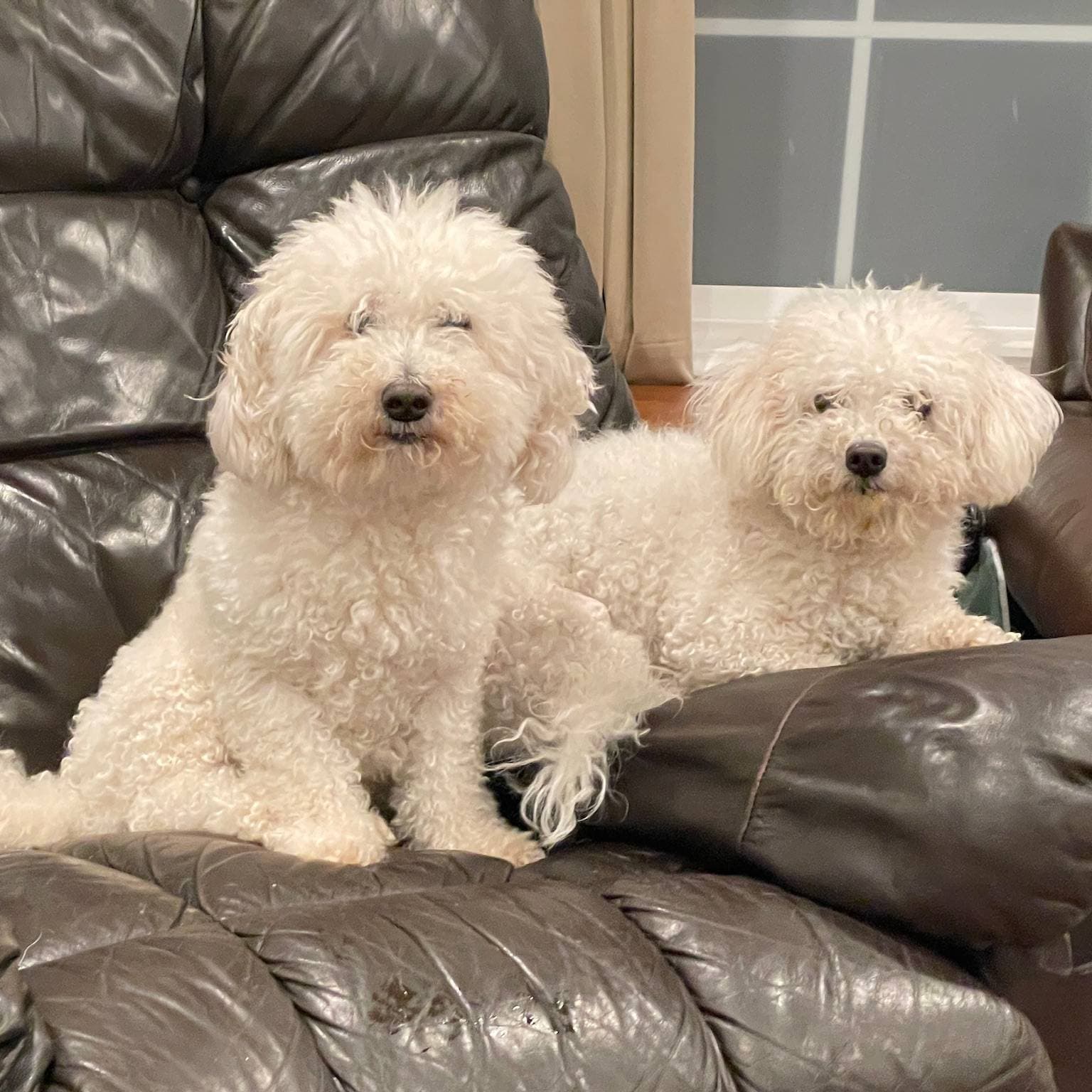 Dog boarding